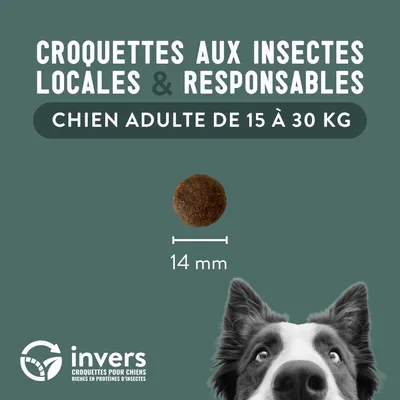 Croquettes aux insectes pour chien de taille moyenne - Invers