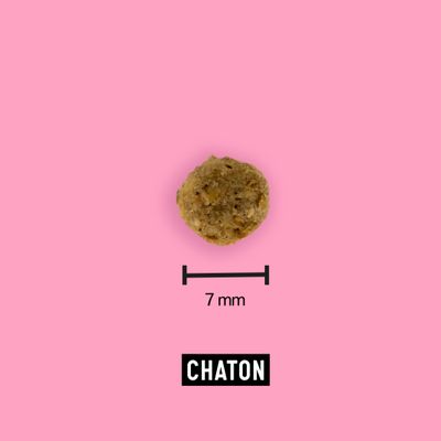 Croquettes aux insectes pour chaton - Tomojo
