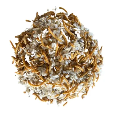 Mélange de vers de farine et de coquilles d'huîtres  - Invers