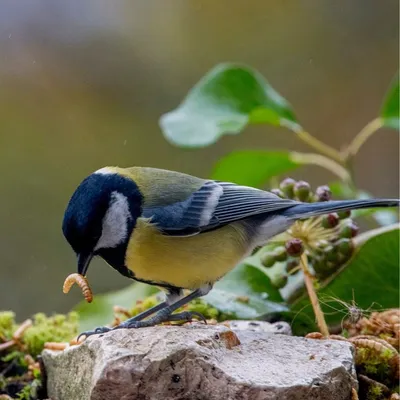 Mélange de vers de farine et de raisins secs pour oiseaux  - Invers