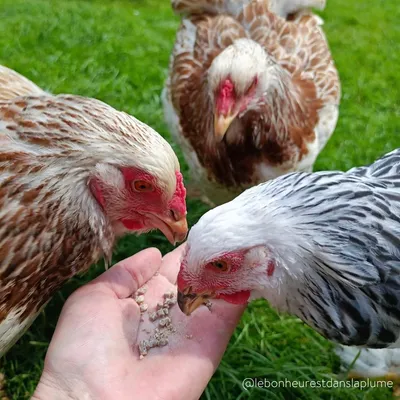 Granulés aux insectes pour poules & volailles - Invers