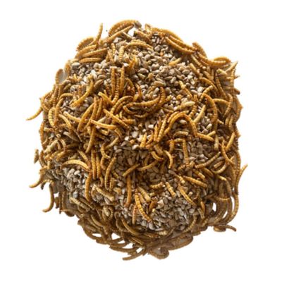 Mélange de vers de farine et de tournesol décortiqué pour oiseaux - Invers