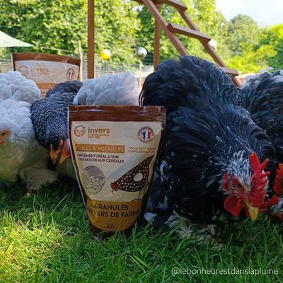 Granulés aux insectes pour poules & volailles - Invers