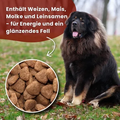 Gilpa Kennel Trockenfutter für ausgewachsene Hunde großer Rassen Gilpa Kennel Trockenfutter für ausgewachsene Hunde großer Rassen