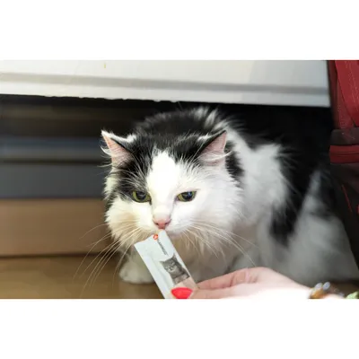 Friandises 5 sticks de 14 g, gout poulet pour chat