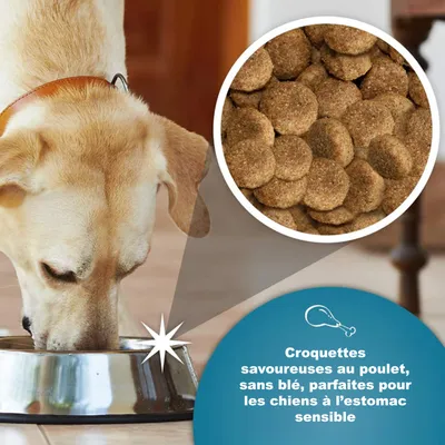 Croquettes chien sensible – Arkwrights Sensitive