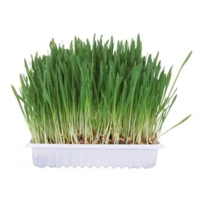 Trixie - Herbe à chat Trixie - Herbe à chat