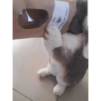 Persil