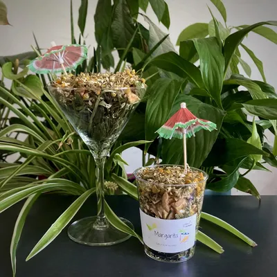 L'Eden des Pattounes - Cocktail - Margarita L'Eden des Pattounes - Cocktail - Margarita