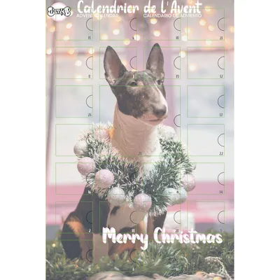 doogy Calendrier de l'avent pour chien : 253 gr