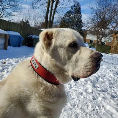 BESTIA DOG SPORT HALSBAND