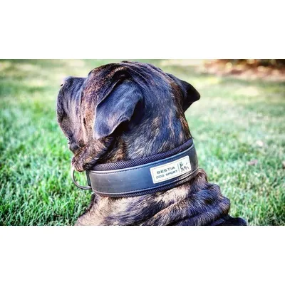 BESTIA DOG SPORT HALSBAND