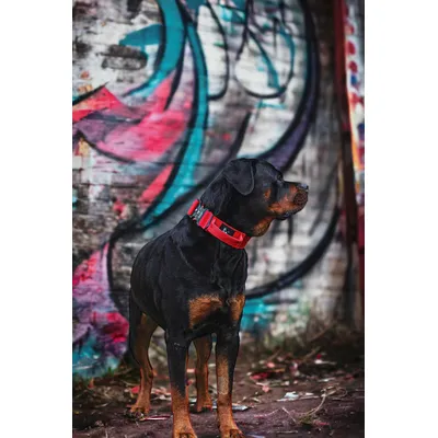 Bestia Hundesport GripPro Griffhalsband Bestia Hundesport GripPro Griffhalsband