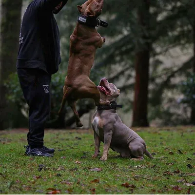 BESTIA DOG SPORT HALSBAND MIT GRIFF