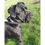 BESTIA DOG SPORT HALSBAND MIT GRIFF