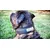 BESTIA DOG SPORT HALSBAND