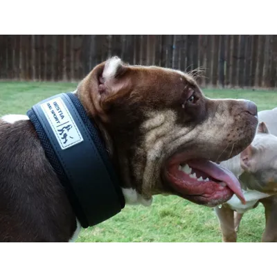 COLLIER DE SPORT DE CHIEN DE BÊTE