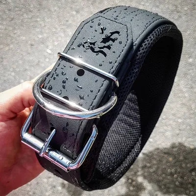 COLLIER DE SPORT DE CHIEN DE BÊTE