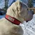 BESTIA DOG SPORT HALSBAND
