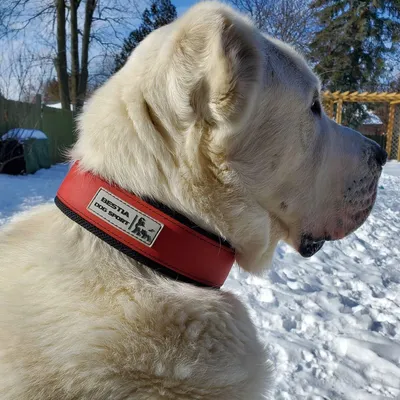 BESTIA DOG SPORT HALSBAND