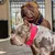 BESTIA DOG SPORT HALSBAND