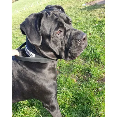 BESTIA CHIEN SPORT POIGNÉE COLLIER
