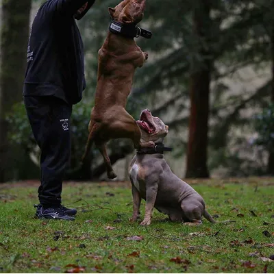 BESTIA CHIEN SPORT POIGNÉE COLLIER