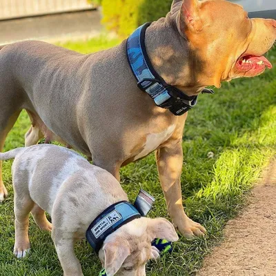 Collier à dégagement rapide Bestia Dog Sport Bleu