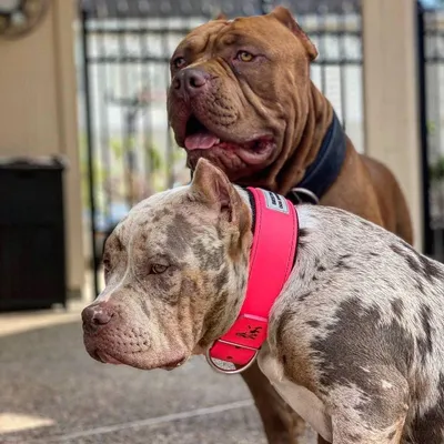 BESTIA DOG SPORT HALSBAND