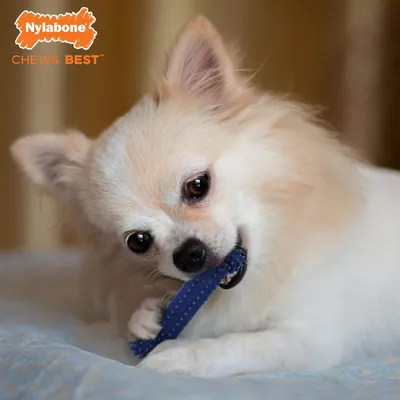 Nylabone Jouet à mâcher pour chiens