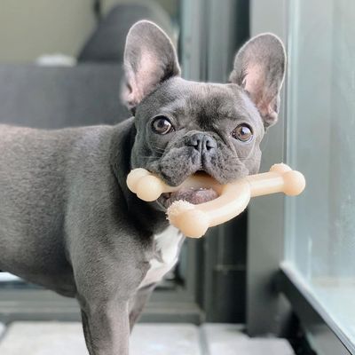 Nylabone Jouet à mâcher pour chiens