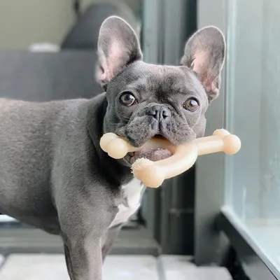 Nylabone Jouet à mâcher pour chiens