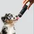 entoVITAL DOG vitamin boost PUPPY pour chiens