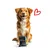 language entoVITAL DOG Dental Sticks pour chiens