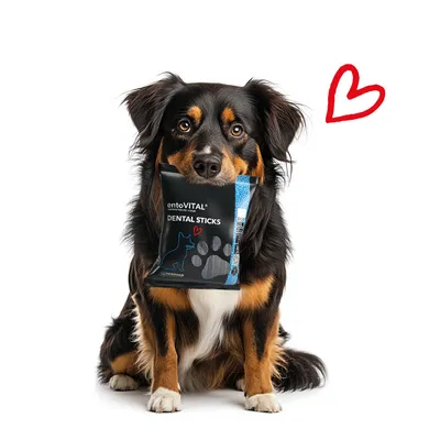 language entoVITAL DOG Dental Sticks pour chiens