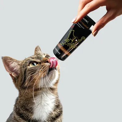 entoVITAL CAT gastro intestinal entoVITAL CAT gastro intestinal