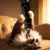 entoVITAL CAT Schleckpaste