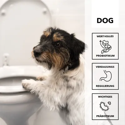 entoVITAL DOG stop&go pour chiens