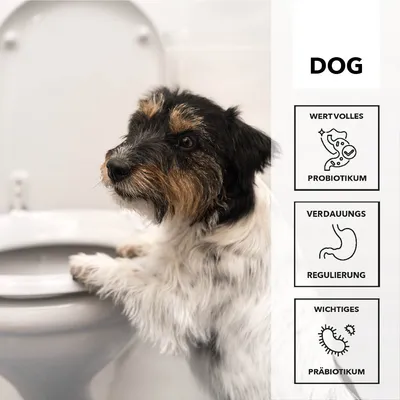 entoVITAL DOG stop&go pour chiens