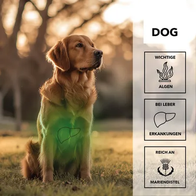 entoVITAL DOG detox pour chiens