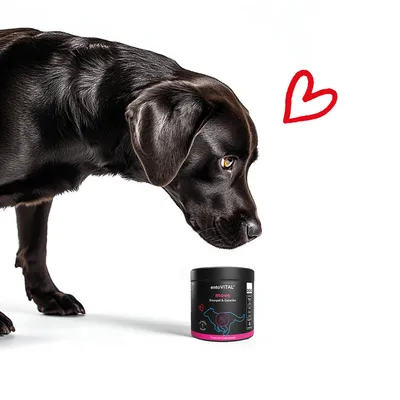 entoVITAL DOG move pour chiens