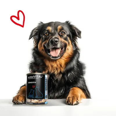 entoVITAL DOG SENSITIV nourriture humide