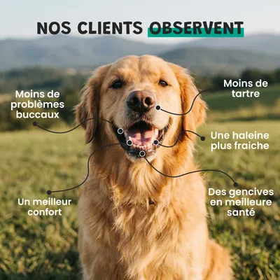 Museau & Co | Hygiène Dentaire | Anti-Tartre Naturel | Chien & Chat Museau & Co | Hygiène Dentaire | Anti-Tartre Naturel | Chien & Chat