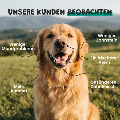 Museau & Co | Zahnpflege | Natürlich gegen Zahnstein | Hund & Katze Museau & Co | Zahnpflege | Natürlich gegen Zahnstein | Hund & Katze