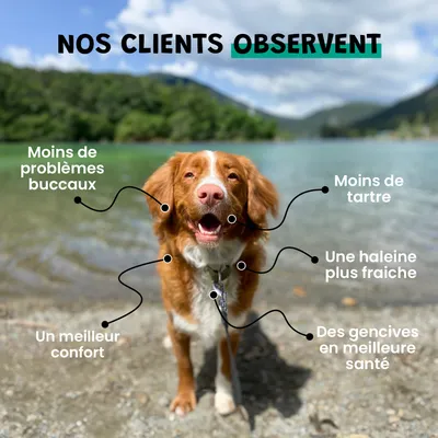 Dental Clean - Anti-Tartre - Haleine Fraîche - Gencives - Chien Chat - 100g