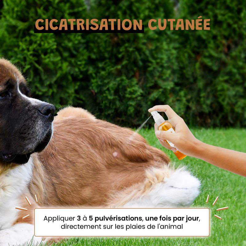 Argent Colloïdal 20ppm - Cicatrisant - Antibactérien - Chien & Chat - 100ml