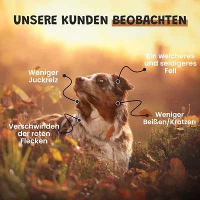 Museau & Co | Kolloidales Silber | Natürliches Antiseptikum | Hund & Katze Museau & Co | Kolloidales Silber | Natürliches Antiseptikum | Hund & Katze