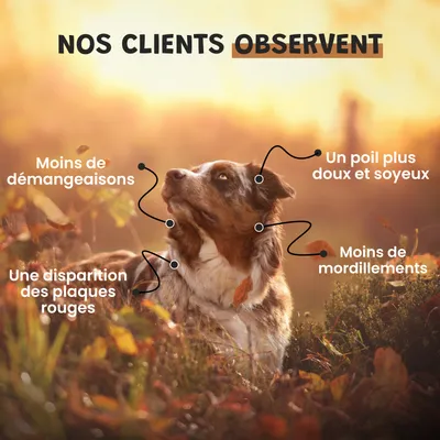 Museau & Co | Kolloidales Silber | Natürliches Antiseptikum | Hund & Katze Museau & Co | Kolloidales Silber | Natürliches Antiseptikum | Hund & Katze