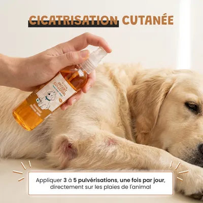 Museau & Co | Argent Colloïdal | Antiseptique Naturel | Chien & Chat