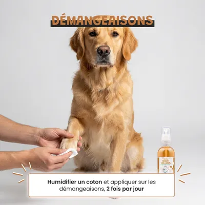 Museau & Co | Argent Colloïdal | Antiseptique Naturel | Chien & Chat